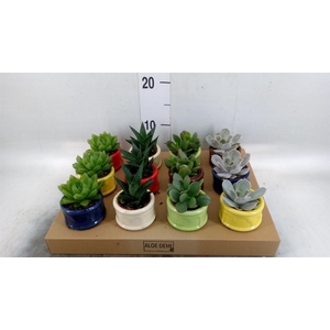 Succulents   ...
