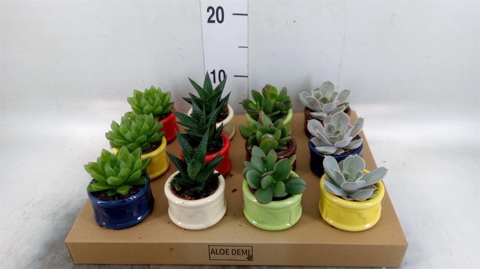 <h4>Succulents   ...</h4>