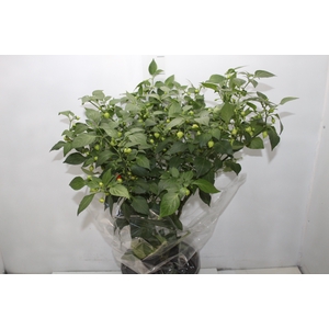 PIMENTA BIQUINHO P24
