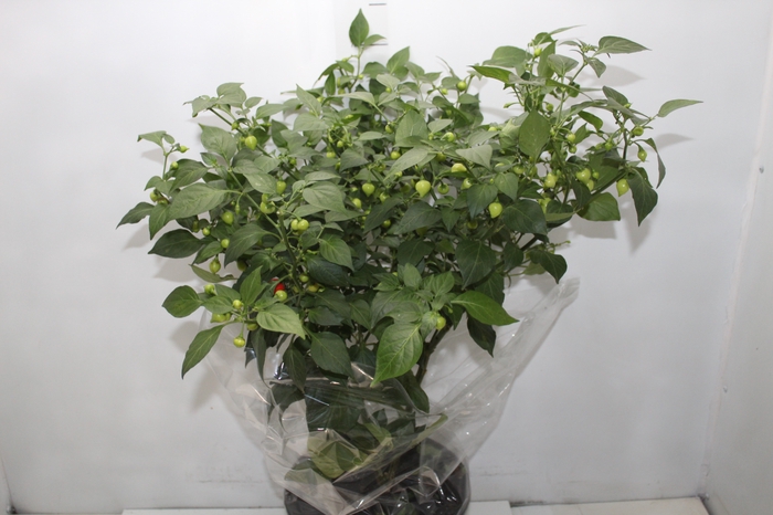 PIMENTA BIQUINHO P24