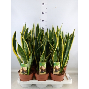 Sansevieria trifa. 'Laurentii'