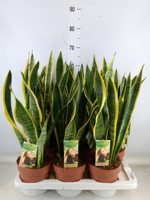 <h4>Sansevieria trifa. 'Laurentii'</h4>