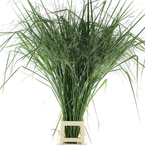 Panic Vir Dallas Blues Extra