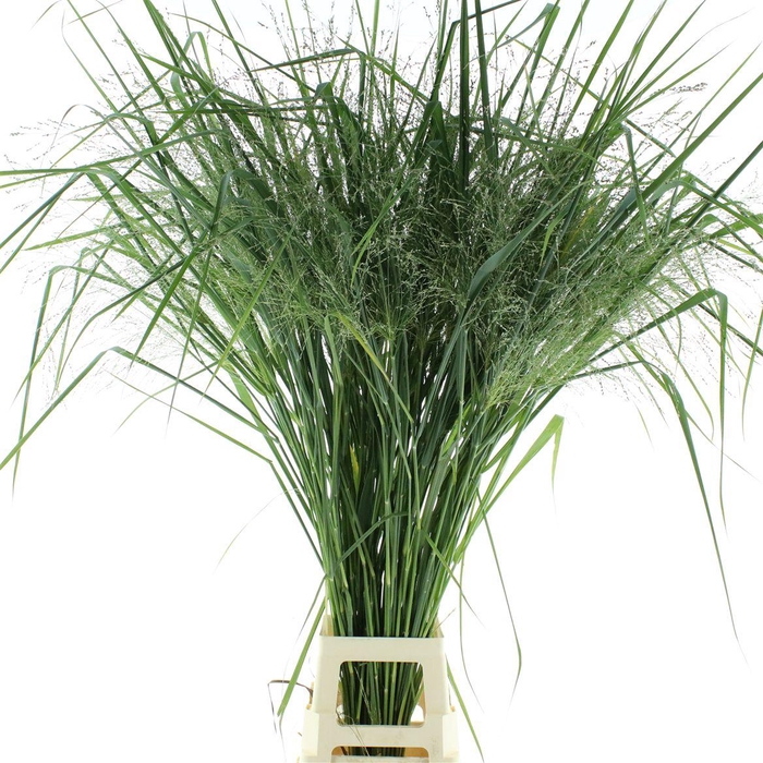 Panic Vir Dallas Blues Extra