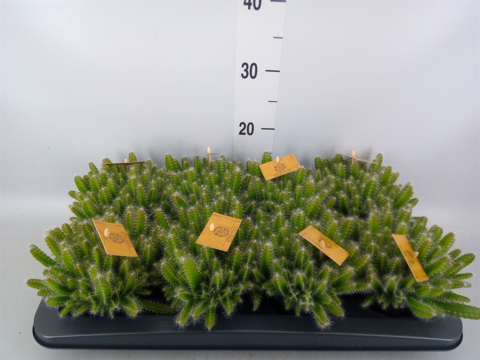 <h4>Hylocereus undatus</h4>