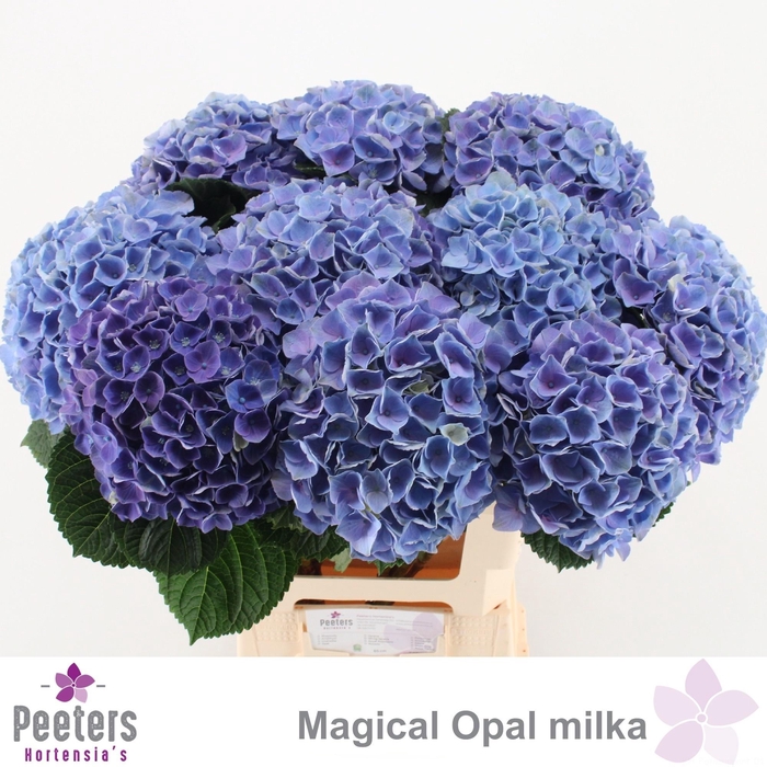 <h4>HYDR M MAG OPAL</h4>