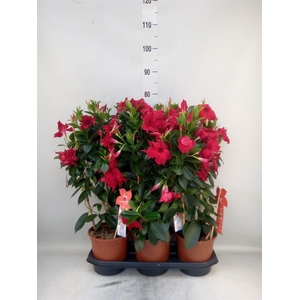Mandevilla sand. 'SumStar Red'