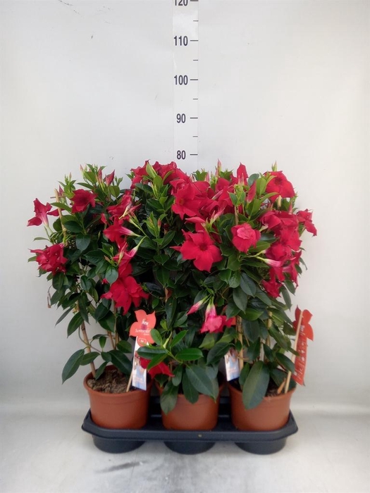 <h4>Mandevilla sand. 'SumStar Red'</h4>