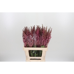 Astilbe Vision Pink