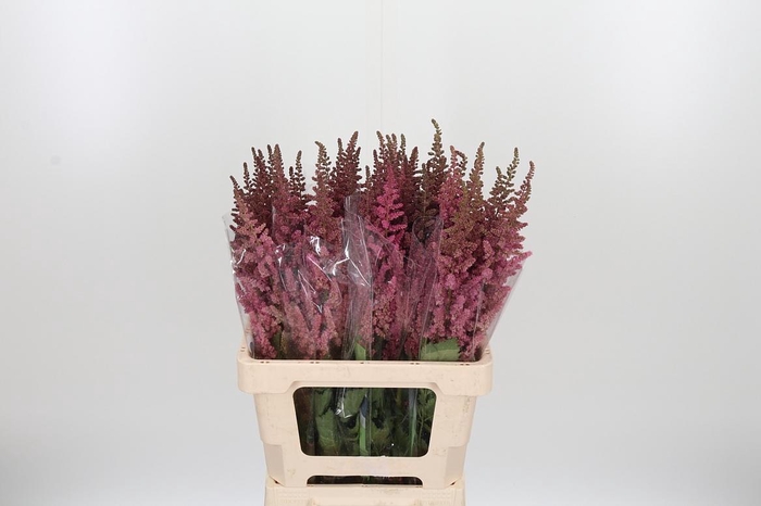 <h4>Astilbe Vision Pink</h4>