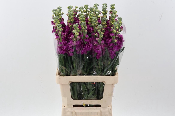 <h4>Matth Phantom Red</h4>