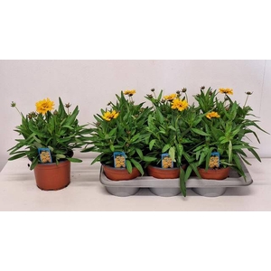 CORE GRANDIFLORA