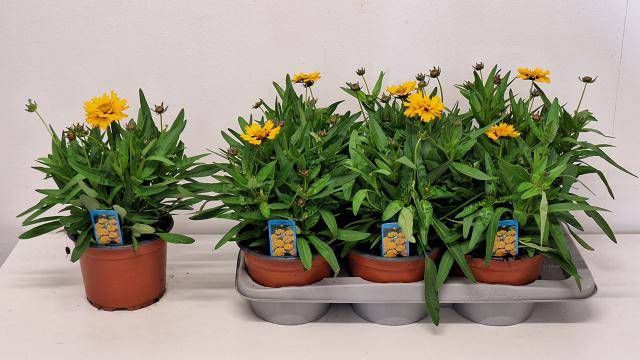 <h4>CORE GRANDIFLORA</h4>