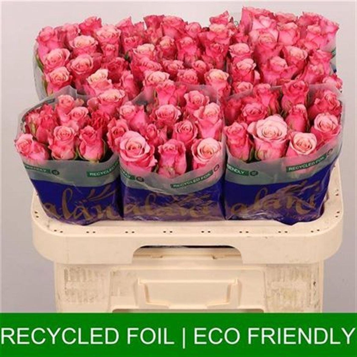 <h4>R Gr Ramonda</h4>