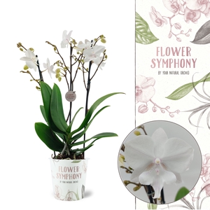 Phalaenopsis  'Manta Similan'