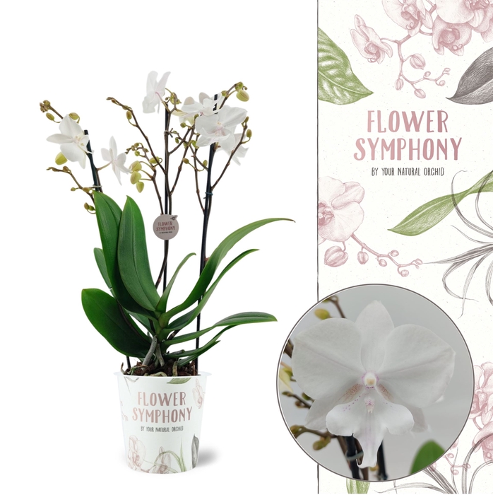 <h4>Phalaenopsis  'Manta Similan'</h4>