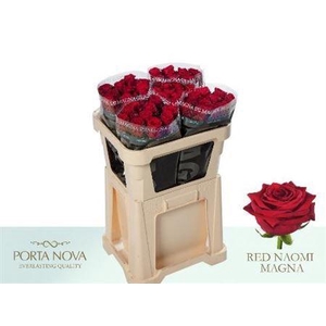R Gr Red Naomi! Unica