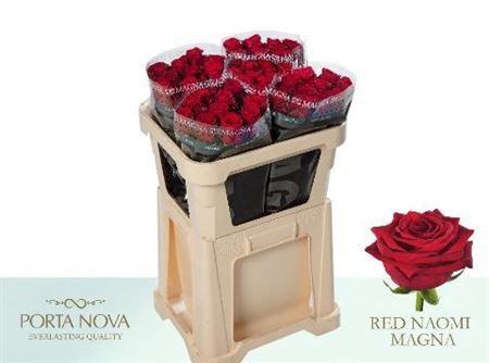 <h4>R Gr Red Naomi! Unica</h4>