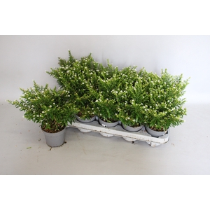 Cuphea hyssopifolia wit