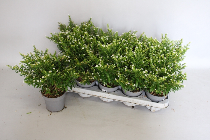 <h4>Cuphea hyssopifolia wit</h4>