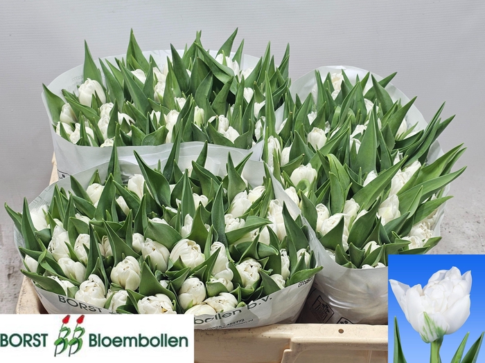 <h4>TU DU GALILEO</h4>