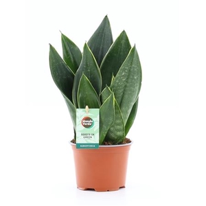 Sansevieria Black Diamond