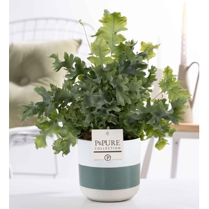 Phlebodium Davana in P&PURE Lauren ceramics