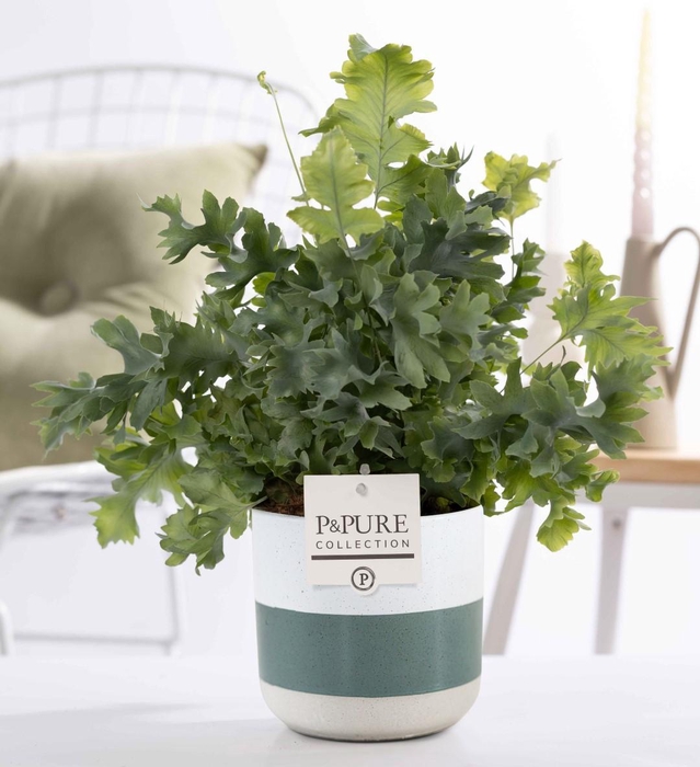 <h4>Phlebodium Davana in P&PURE Lauren ceramics</h4>