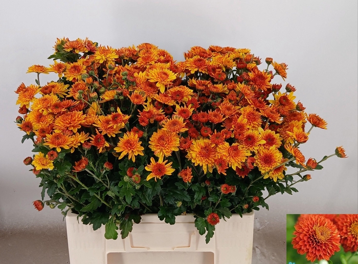 <h4>CHR T WENDY</h4>