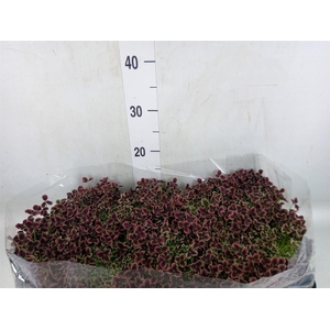 Trifolium repens 'Estelle'