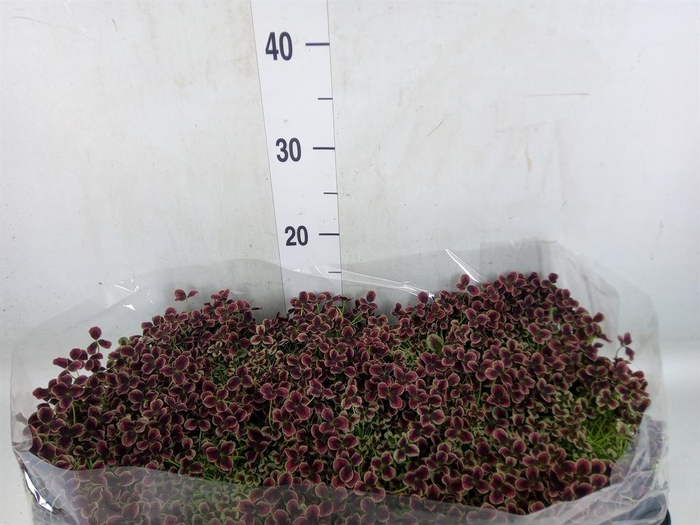 <h4>Trifolium repens 'Estelle'</h4>