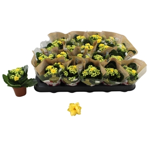 KAL GE AMARILLO YELL