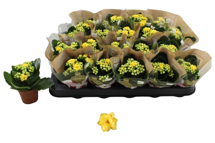 <h4>KAL GE AMARILLO YELL</h4>