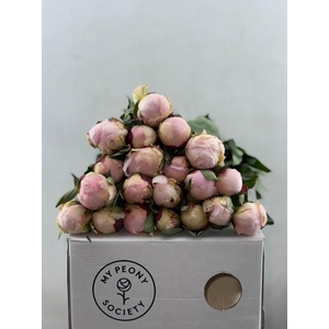 Paeonia Florence Nicholls