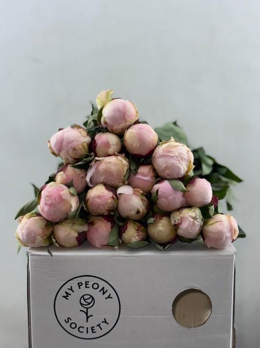 <h4>Paeonia Florence Nicholls</h4>