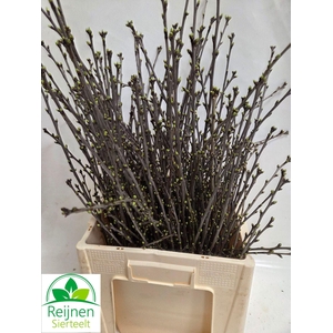 KERSENBLOESEM PER BOS