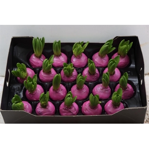 Wax Hyacinth Pinkrose