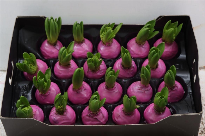 <h4>Wax Hyacinth Pinkrose</h4>