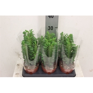 Euphor Trigona