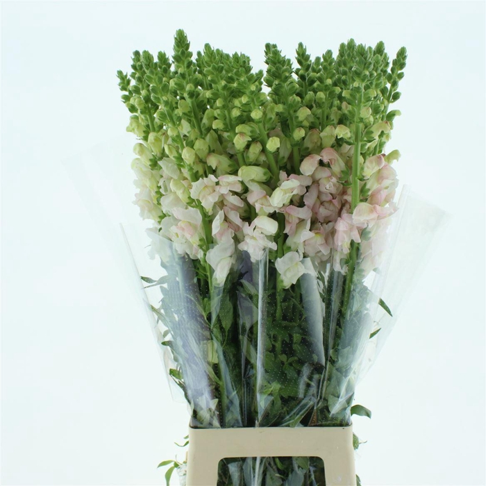 <h4>Antir Op Bicolour</h4>