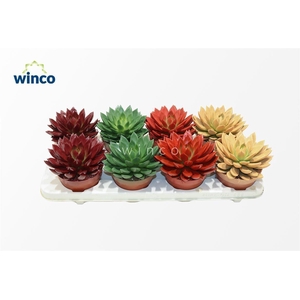 Echeveria Paint Autumn Mix