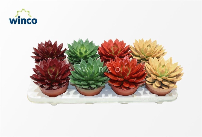 <h4>Echeveria Paint Autumn Mix</h4>