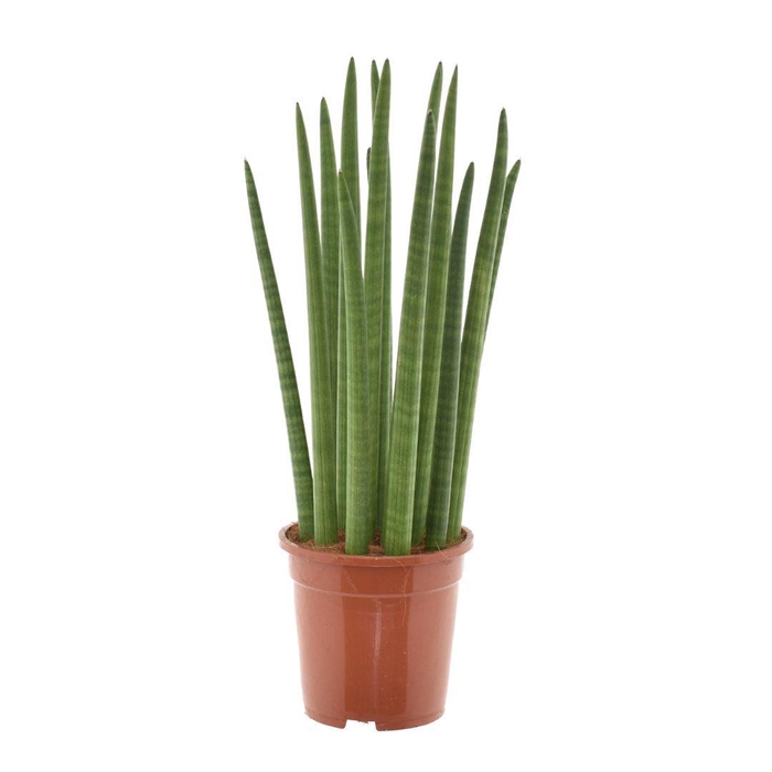 <h4>Sansevieria cylindrica "Spaghetti"</h4>
