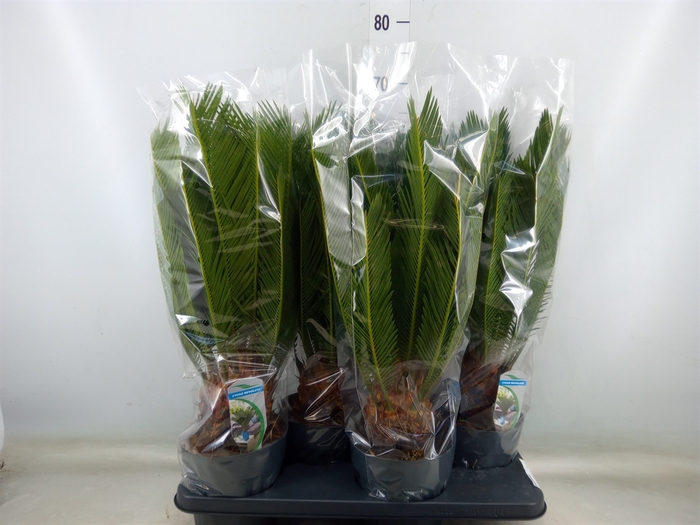 <h4>Cycas revoluta</h4>