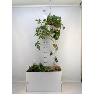 Cissus rhombifolia 'Ellen Danica'