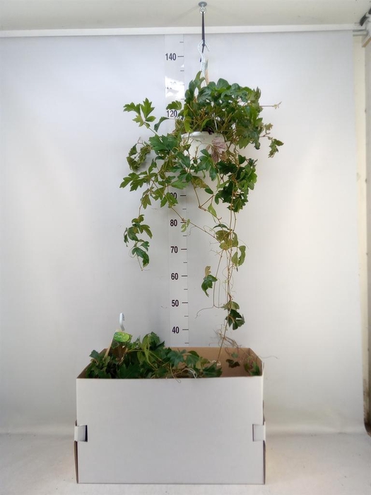 <h4>Cissus rhombifolia 'Ellen Danica'</h4>