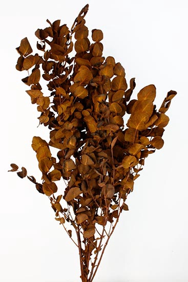 Bunch Eucalyptus 125gr Slv L70