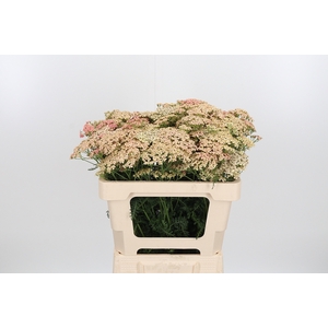 Achillea Lachsschonheit