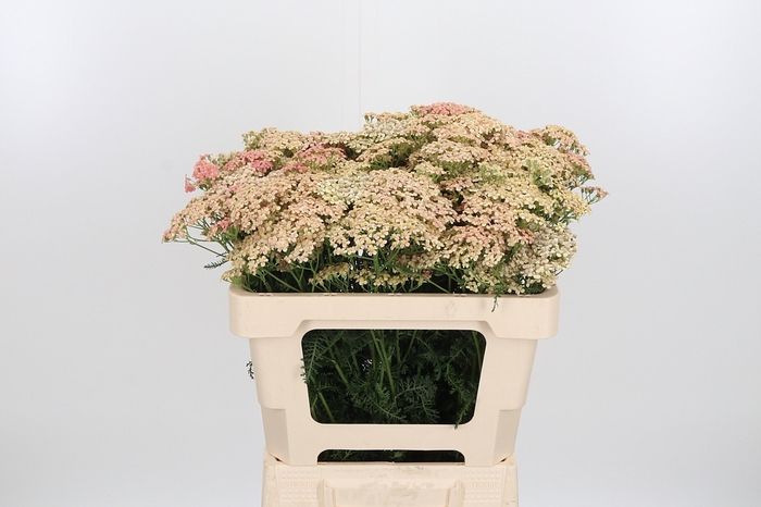 <h4>Achillea Lachsschonheit</h4>