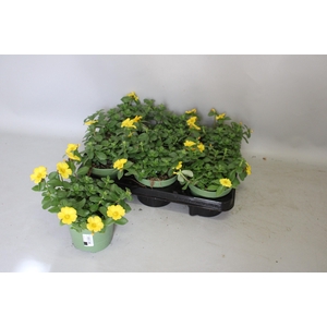 Portulaca Gold
